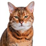 Workman Cat Care Guide Kindle Edition 209‑Page Pet Book-0