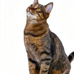 Cat Training: A Comprehensive Guide by Basic Books-0