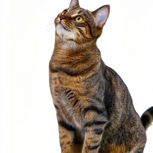 Cat Training: A Comprehensive Guide by Basic Books-0