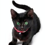 Kensington Books Cat Training Guide for Kindle-0