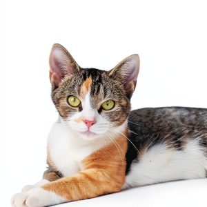 Cat Photography Nature Wildlife Photography Guide by Skyhorse-0