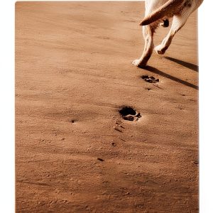 Dogwise Publishing Pet Loss Grief Guide for Cat Owners Kindle eBook-0