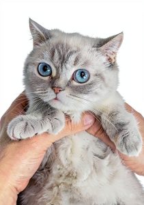 Chicken Soup for the Soul Kindle Cats Care eBook 350‑Page Essays-0