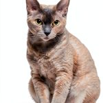 Kindle Edition of Cat Care Guide by Project 475 Publishing-0