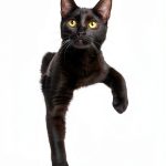 Cat Training Guide by Callisto - Kindle Edition-0