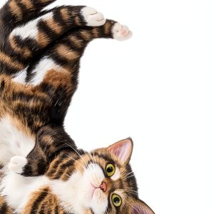 Cat Behavior Guide by White Lion Publishing Kindle eBook 130‑Page PDF-0