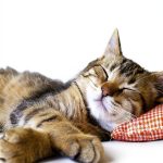 Chronicle Books Cat Parody Kindle eBook Animal Humor 112‑Page Guide-0