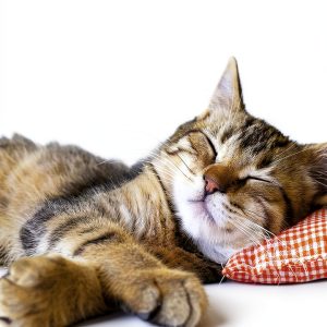 Chronicle Books Cat Parody Kindle eBook Animal Humor 112‑Page Guide-0